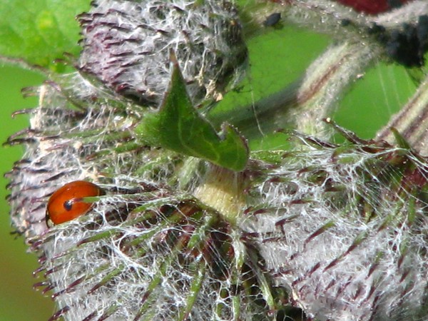 SERIES-NATURE/LADYBUGS2008