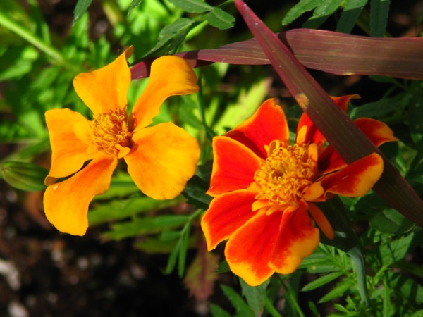 YELLOW AND ORANGE..