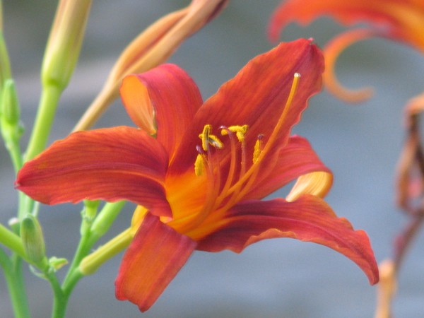 CLOSE-UP.. RED-ORANGE SEASON FLORALS..