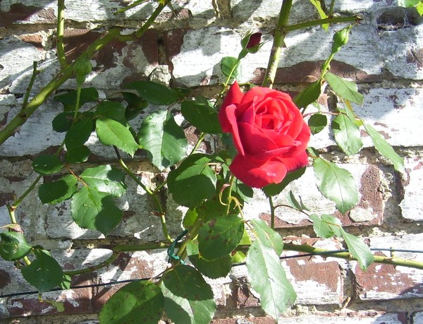 Brick Roses