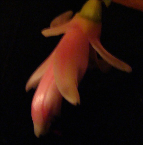 christmas cactus