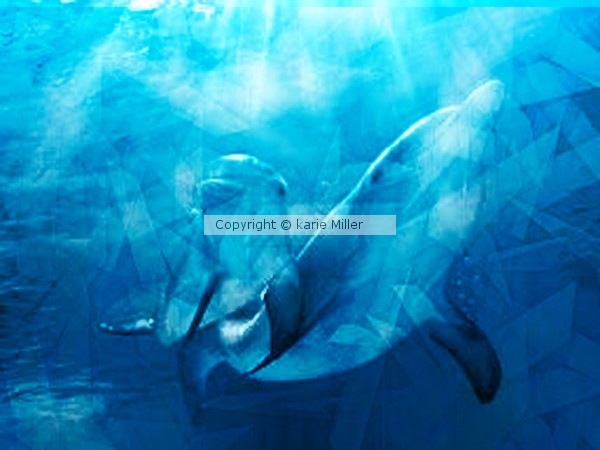 dolphens 3