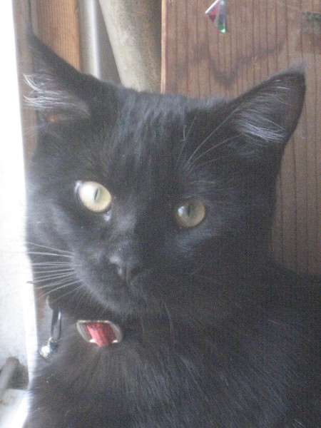 Black Cat