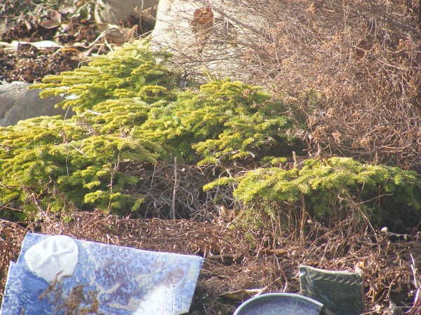 Spring is here in Homer