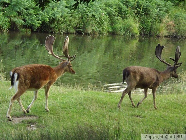 Walking to water
