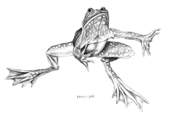Frog