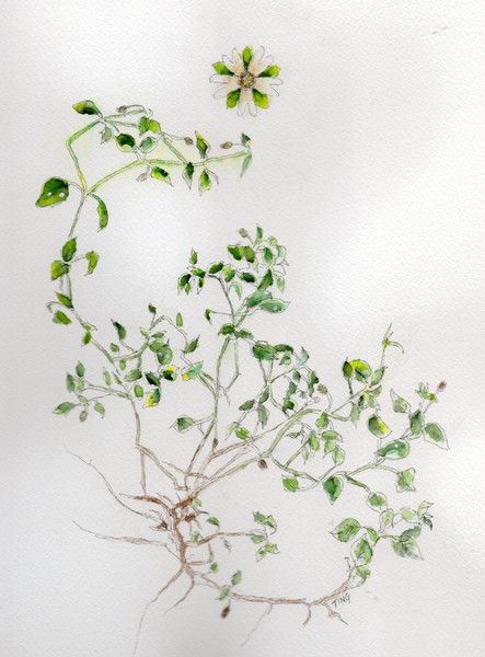 Star Chickweed Herb