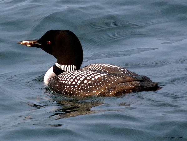 Father Loon