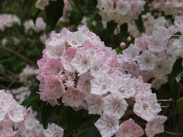 Mountain Laurel Blossoms