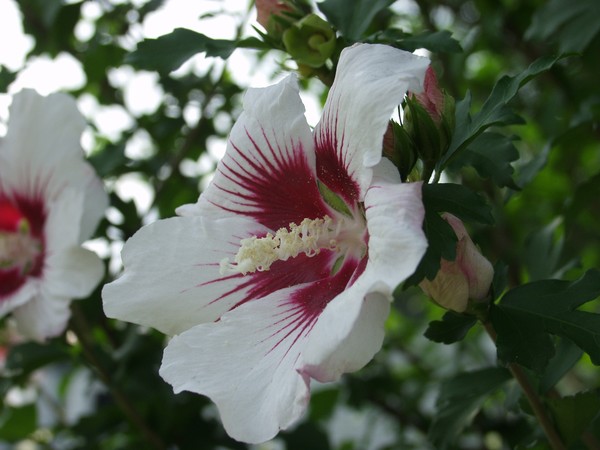 Rose of Sharon, (In the Neighborhood)