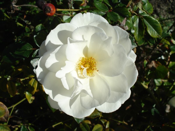 white rose