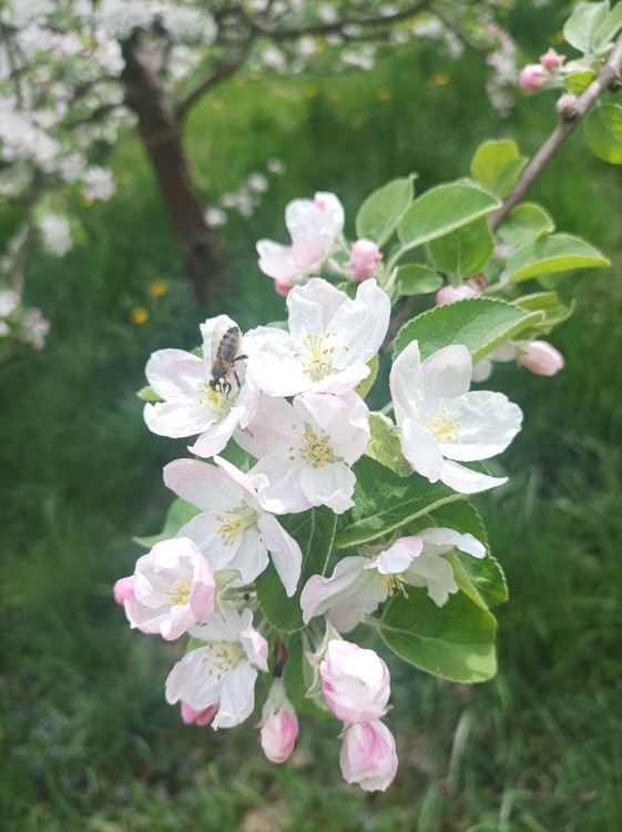 Apple tree flowers
