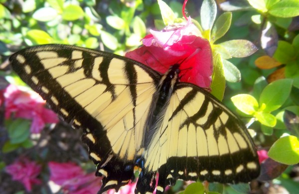 Spring Loveliness