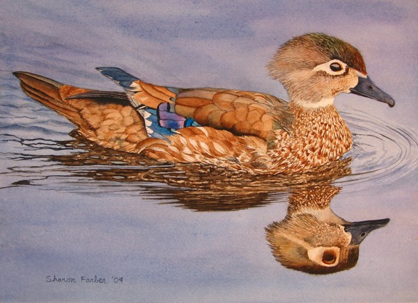 Wood Duck