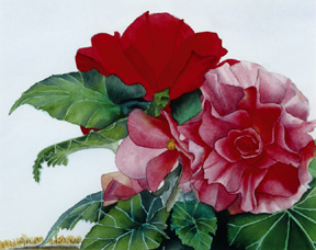 Begonias