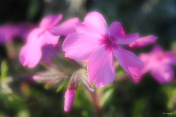 Flowers at Sunset
