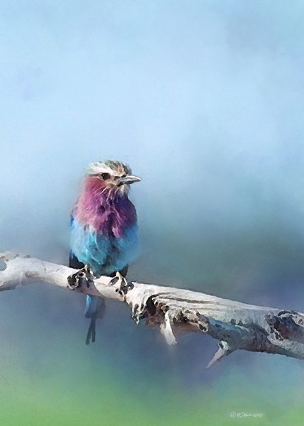 Resting, greeting Card