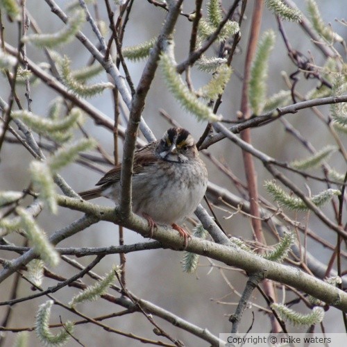 Cute bird