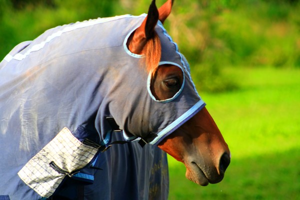 Thoroughbred Masquerade
