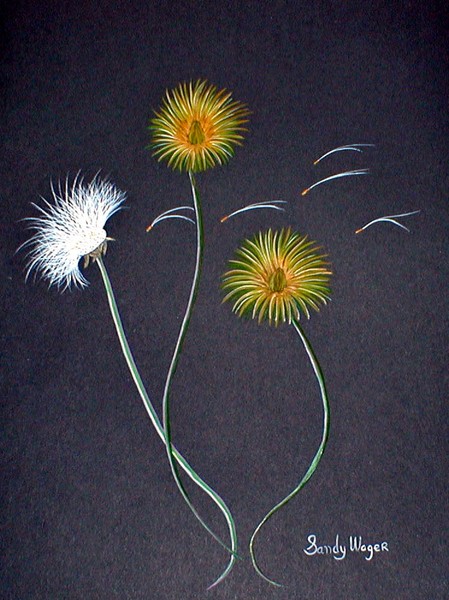 Dandelions 1
