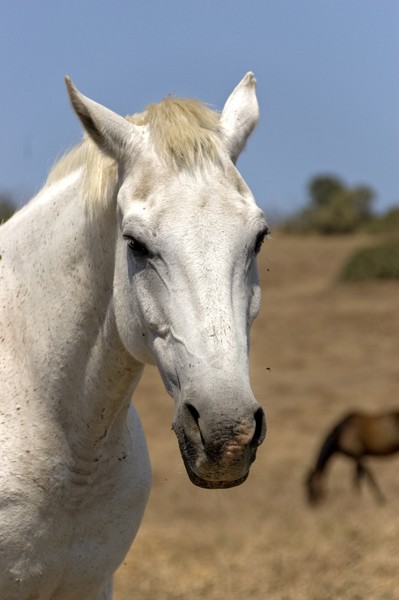 The white horse