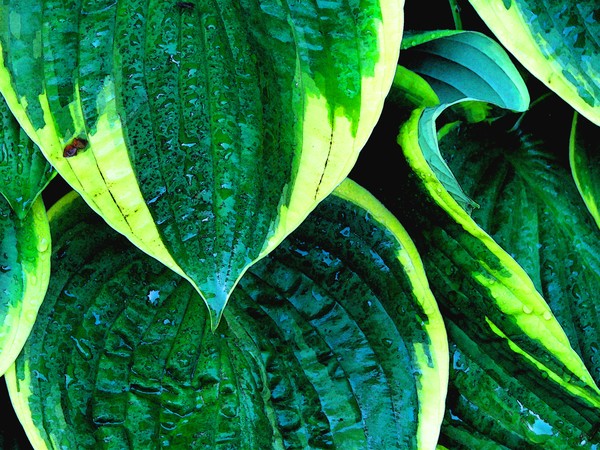 Summer Greenery