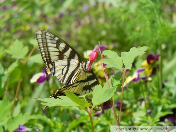 butterfly beauty