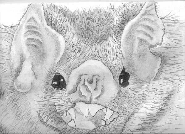 my bat