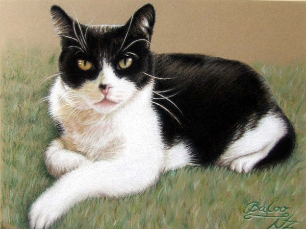 Tomcat Baloo