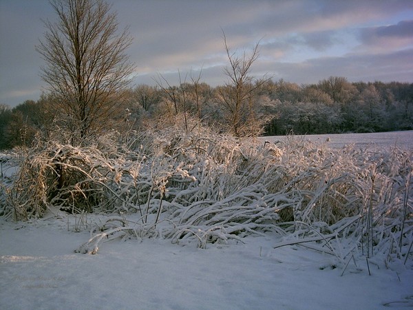 Snow on the farm