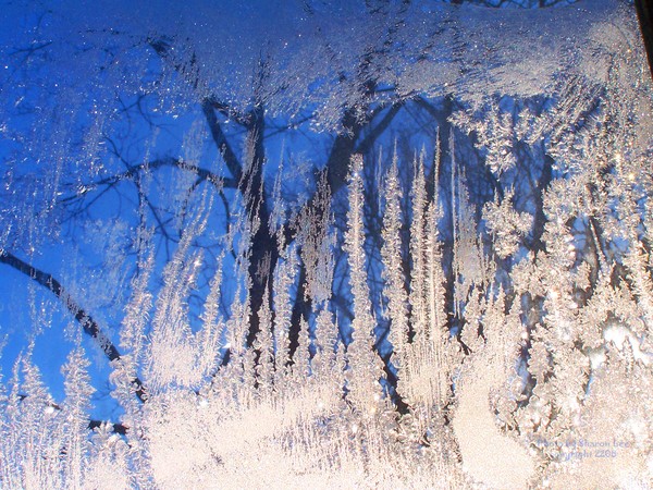 Crystal Flowers by Jack Frost
