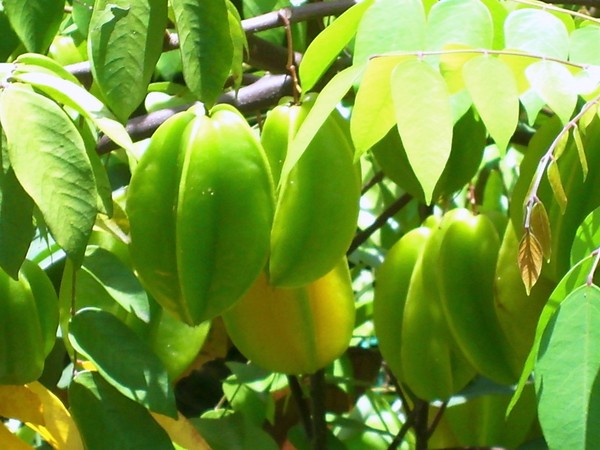 the name carambola or fruit star