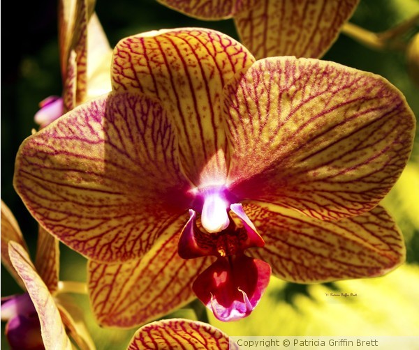 Orchid Study VII