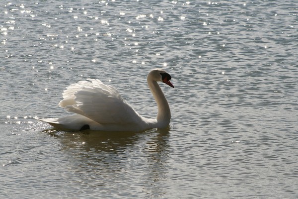 Sunny Swan