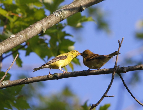 Male Goldfinch feeding the female