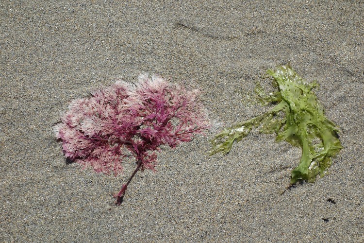 Beach Flower
