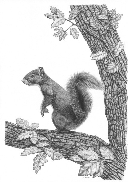 Mr Squirrel