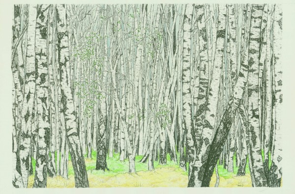 Silver Birch Wood