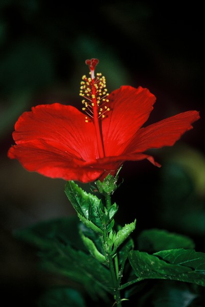 Hibiscus Flower *. ©2009, JDS