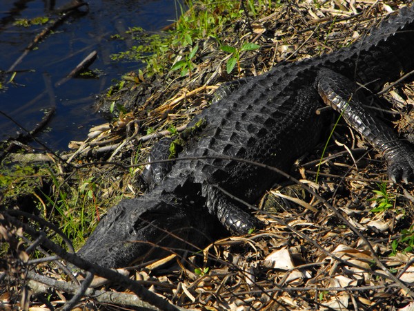 Alligator in the wild.