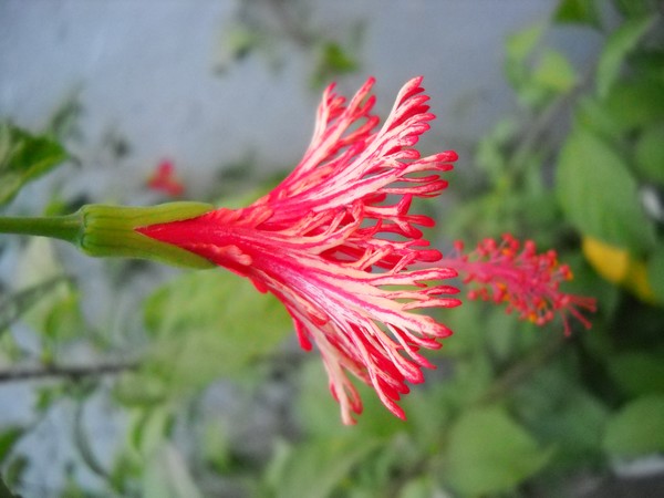 Hibiscus Glory