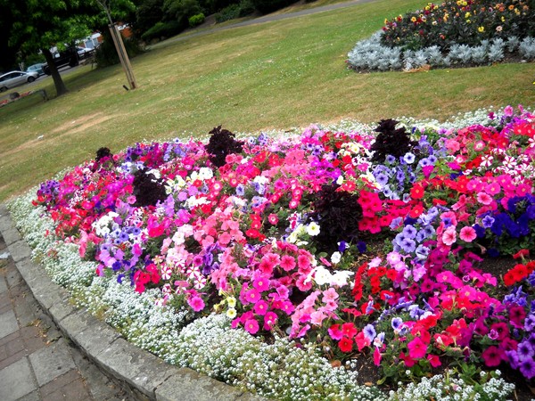 Flowers-Beauty-Happy Christmas to all friends