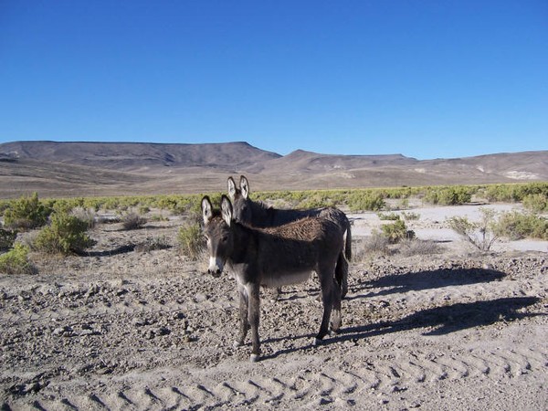Wild Burros in Nevada Desert