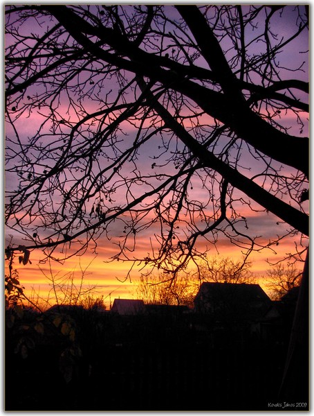 Sunset In My Garden XVI