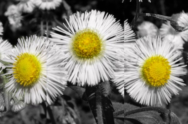 Crazy Daisies