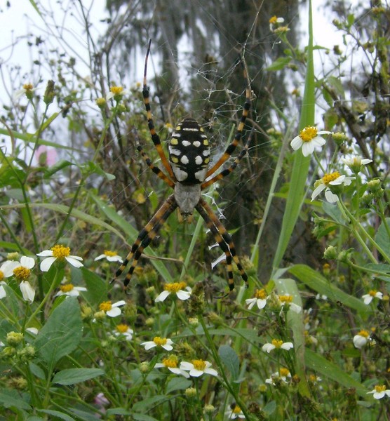 Spider in his web.