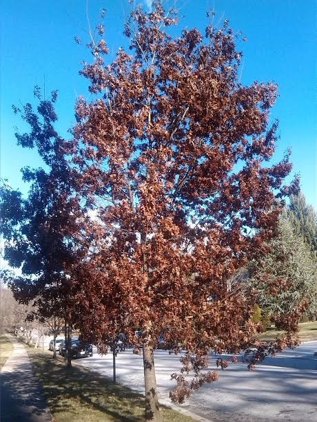 Autumn In Winter