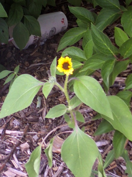 urban sunflower