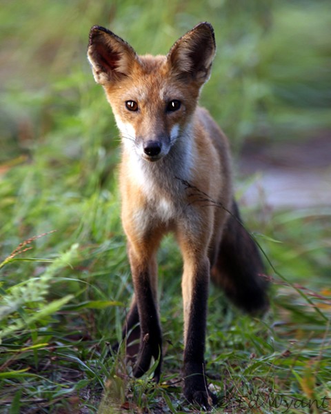 Fox Hunt