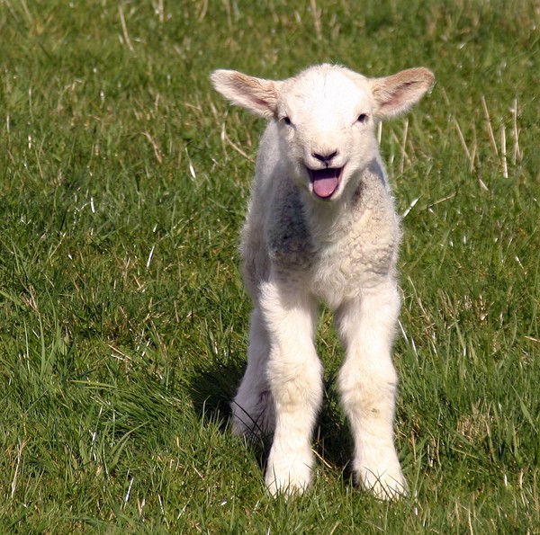 Spring Lamb